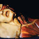Illustration for article titled 29 Anatomical Models That Will Haunt Your Dreams Tonight